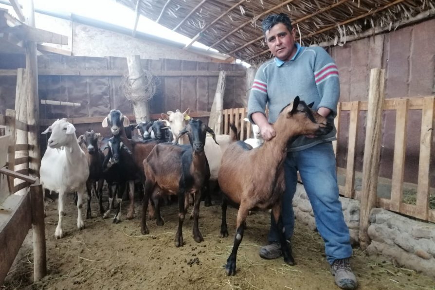 Criancero ovallino apostó por emprender con las cabras y ahora potencia ese trabajo gracias al Programa Caprino Lechero