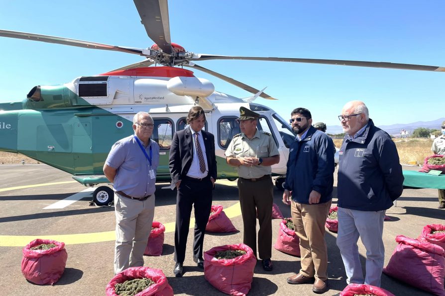 Decomisan18 mil plantas de marihuana en Monte Patria
