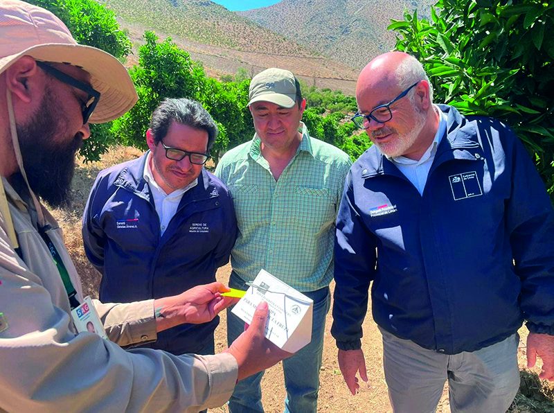 Agricultores y productores valoran éxito de campaña para erradicar la mosca de la fruta en Monte Patria