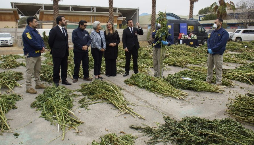 Incautan millonario cultivo de marihuana en Punitaqui avaluado en más de $3.000 millones